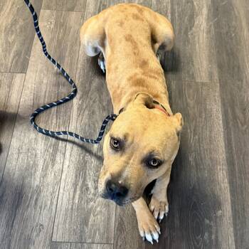 Rescue Pit Bull Terrier and American Staffordshire Terrier Dogs for Adoption in East St. Louis, Illinois - Tawny | PetCurious