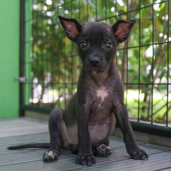 Jeanette Belle -  Mixed Breed Dog for Adoption in Bradenton, Florida - Jeanette Belle | PetCurious