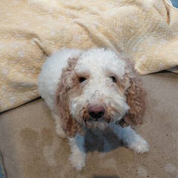 Sage -  Miniature Poodle and Mixed Breed Dog for Adoption in Philadelphia, Pennsylvania - Sage | PetCurious