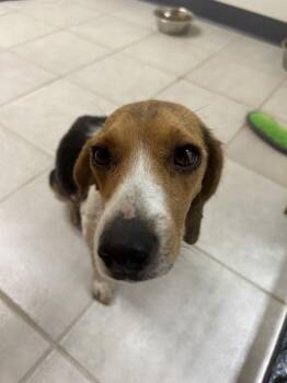 Bonnie -  Beagle Dog for Adoption in Osage Beach, Missouri - Bonnie | PetCurious