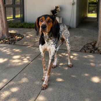 Ace -  Bluetick Coonhound Dog for Adoption in Lathrop, California - Ace | PetCurious