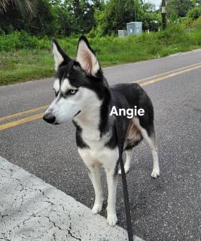 Rescue Husky Dogs for Adoption in St. Augustine, Florida - Angie | PetCurious