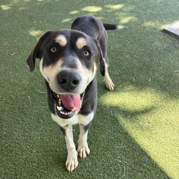 Gregory -  Rottweiler and Mixed Breed Dog for Adoption in Riverside, California - Gregory | PetCurious