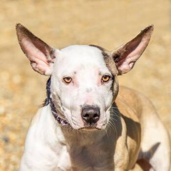 Rescue Terrier Dogs for Adoption in Hilton Head Island, South Carolina - Edmund | PetCurious