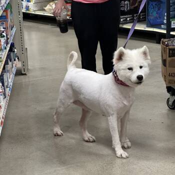 Rescue Samoyed Dogs for Adoption in Pittsburg, Kansas - June | PetCurious
