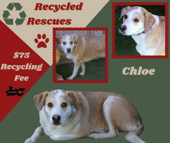 Chloe (Recycle) -  Retriever Dog for Adoption in Lindsay, California - Chloe (Recycle) | PetCurious