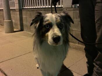 Australian Shepherd Dogs Available for Adoption - A527356 | PetCurious