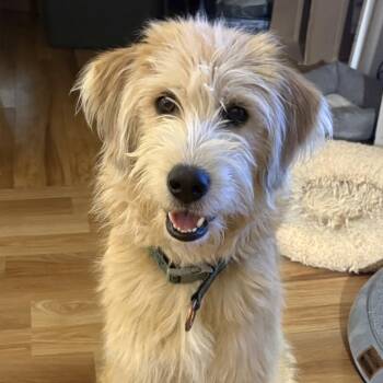 Poodle and Siberian Husky Dogs Available for Adoption - Ollie | PetCurious