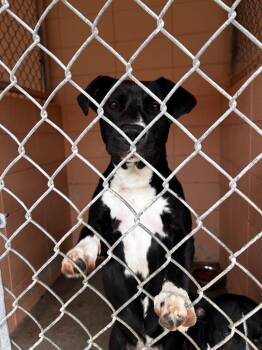 Jess -  Pit Bull Terrier Dog Available for Adoption in Gautier, Mississippi - Jess | PetCurious
