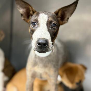 Queenie -  Australian Cattle Dog Blue Heeler Dog for Adoption in Parrish, Alabama - Queenie | PetCurious