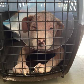 Bee -  Terrier Dog for Adoption in Montgomery, Alabama - Bee | PetCurious