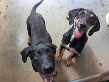 Sully -  Hound and Bloodhound Dog for Adoption in Mccormick, South Carolina - Sully | PetCurious