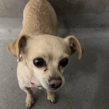 Chihuahua Dogs Available for Adoption - Lulu | PetCurious