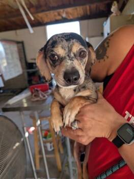 Rescue Mixed Breed Dogs for Adoption in Leander, Texas - Ry Ry | PetCurious