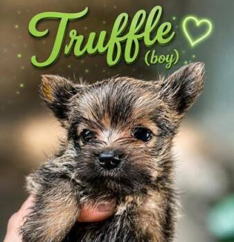 Truffle -  Pomeranian and Silky Terrier Dog for Adoption in Oak Creek, Wisconsin - Truffle | PetCurious