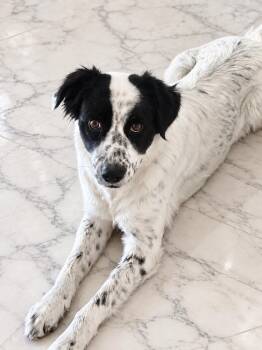Meg -  Labrador Retriever Dog for Adoption - Meg | PetCurious
