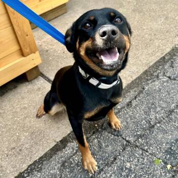 Emoticon HA -  Mixed Breed Dog for Adoption in Union, Missouri - Emoticon HA | PetCurious
