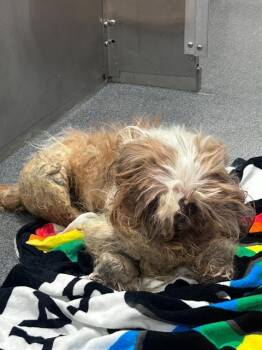 Mixed Breed Dogs Available for Adoption in Dallas, Texas - GORDITA | PetCurious