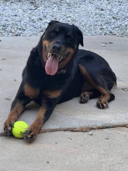 Juno -  Rottweiler Dog for Adoption in York, South Carolina - Juno | PetCurious