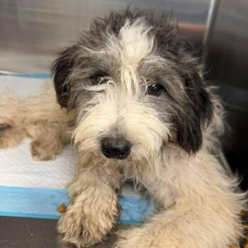 Katy 26-06-108 -  Poodle and Mixed Breed Dog for Adoption in Bastrop, Texas - Katy 26-06-108 | PetCurious