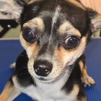 Rosie Belle D12124 -  Chihuahua Dog for Adoption - Rosie Belle D12124 | PetCurious
