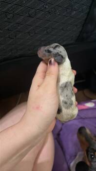Bravo -  Miniature Dachshund Dog for Sale in Mesquite, Texas - Bravo | PetCurious