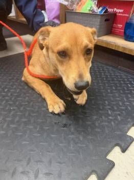 ANTHEM -  Labrador Retriever and Parson Russell Terrier Dog for Adoption in Stockton, California - ANTHEM | PetCurious