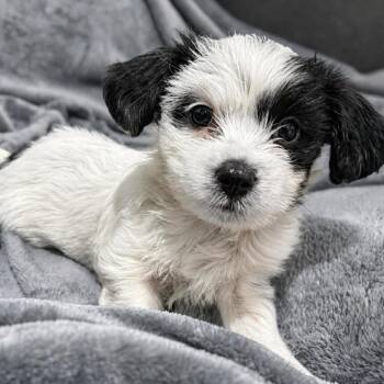 Monroe -  Shih Tzu Dog for Adoption in Tampa, Florida - Monroe | PetCurious