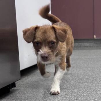 Kevin -  Terrier Dog for Adoption in Batavia, Ohio - Kevin | PetCurious