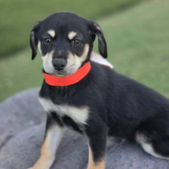 Freya CI -  Australian Cattle Dog Blue Heeler and Shepherd Dog for Adoption in Austin, Texas - Freya CI | PetCurious