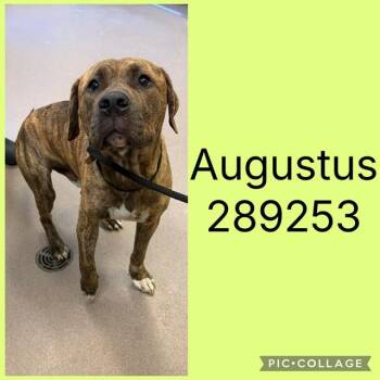AUGUSTUS -  Mixed Breed Dog for Adoption in Macon, Georgia - AUGUSTUS | PetCurious