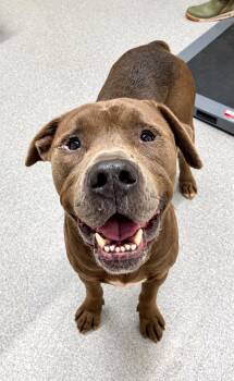 Derek -  Mixed Breed Dog for Adoption in Moundsville, West Virginia - Derek | PetCurious