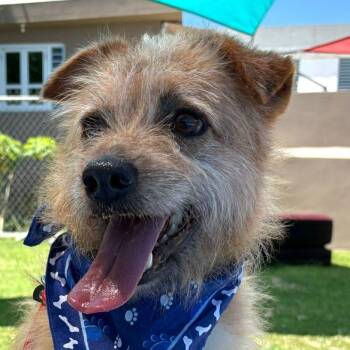 Rescue Terrier Dogs for Adoption in Humacao, Humacao - Benji | PetCurious