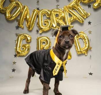 Mixed Breed Dogs Available for Adoption in Fort Worth, Texas - Wiggle Worm | PetCurious