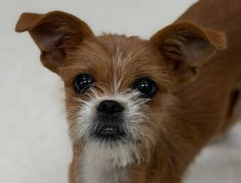 Amelia -  Chihuahua and Brussels Griffon Dog for Adoption in Bloomfield, Connecticut - Amelia | PetCurious