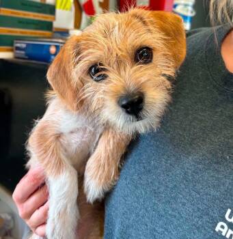 Travis -  Wirehaired Terrier Dog for Adoption in Carmel Hamlet, New York - Travis | PetCurious