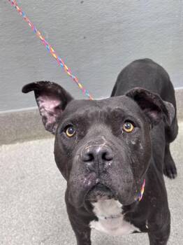 MR. JACK -  Pit Bull Terrier Dog for Adoption in Las Vegas, Nevada - MR. JACK | PetCurious