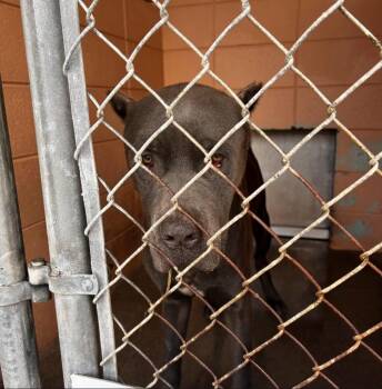 Frey -  Cane Corso Dog for Adoption in Gautier, Mississippi - Frey | PetCurious