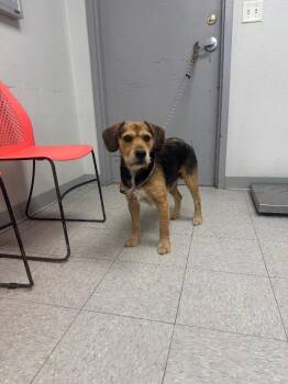 Wirehaired Terrier and Beagle Dogs Available for Adoption in Sorrento, Louisiana - 26-0277D | PetCurious