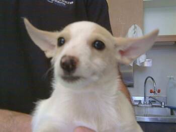 A915553 -  Cairn Terrier Dog for Adoption in Sacramento, California - A915553 | PetCurious