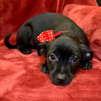 Mixed Breed Dogs Available for Adoption - Wolf | PetCurious