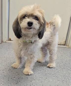 Ginger -  Lhasa Apso Dog for Adoption in Yankton, South Dakota - Ginger | PetCurious