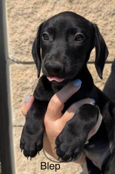 Blep -  Dachshund Dog for Adoption in Blue Springs, Missouri - Blep | PetCurious