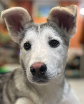 Husky Dogs Available for Adoption in Erin, Ontario - Rascal | PetCurious