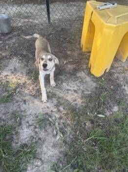 Helena -  Husky and Mixed Breed Dog for Adoption in Conway, South Carolina - Helena | PetCurious