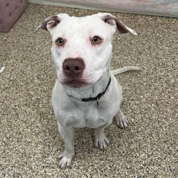 Mixed Breed Dogs Available for Adoption in Cheyenne, Wyoming - Baymax | PetCurious