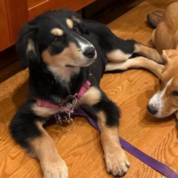 Australian Shepherd Dogs Available for Adoption in Richmond, Virginia - Joanna | PetCurious