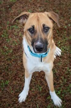 Rescue Mixed Breed Dogs for Adoption in Columbia, Tennessee - Arizona | PetCurious