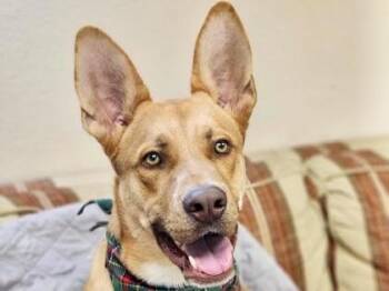 Costco -  Mixed Breed Dog for Adoption in Georgetown, Texas - Costco | PetCurious