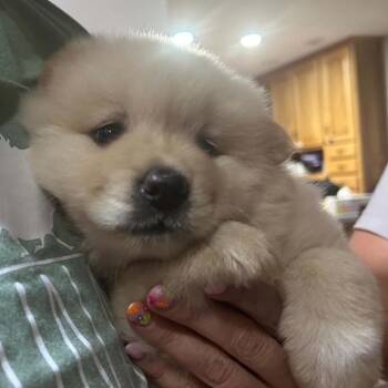 Ava -  American Eskimo Dog and Chow Chow Dog for Adoption in Tomah, Wisconsin - Ava | PetCurious